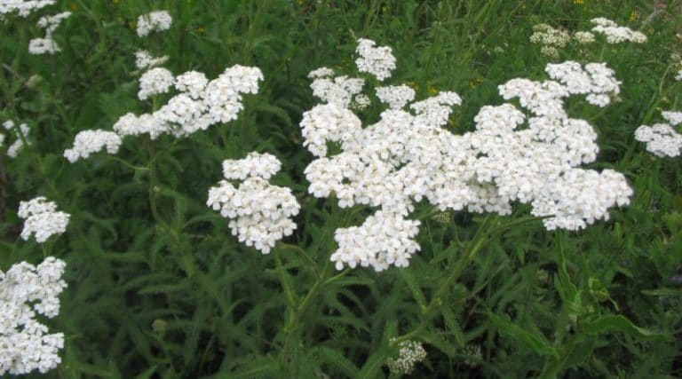 Achillea millefolium