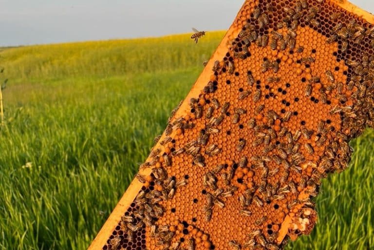 Méhek az egészség szolgálatában – újabb kutatások a propoliszról és a manuka mézről