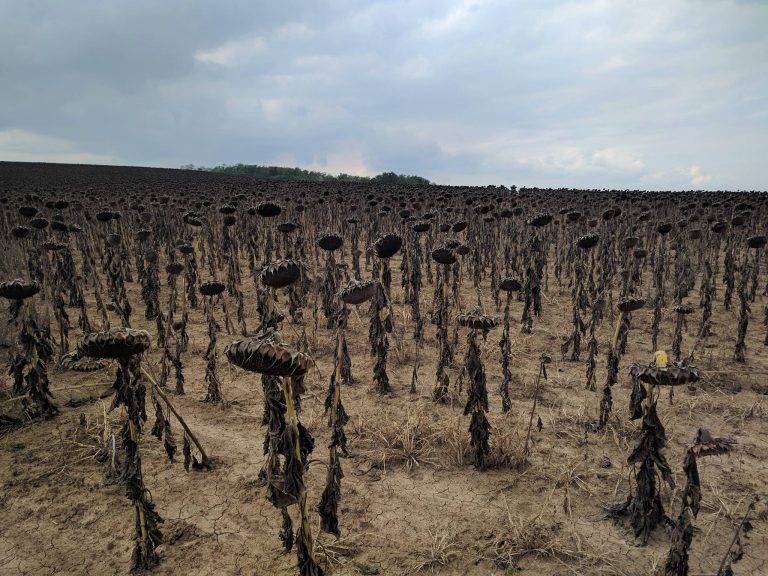 Csaláson alapul a glifozát biztonságosságát alátámasztó kutatás?